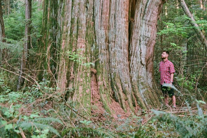 Ancient Trees of Vancouver Walking Tour - Looking up at the Douglas firs and maples