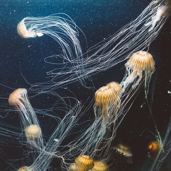 Aquarium & StanleyPark+20 Gem Spots+City/Vip Car+Small Group - Downtown Vancouver and the finish at Canada Place