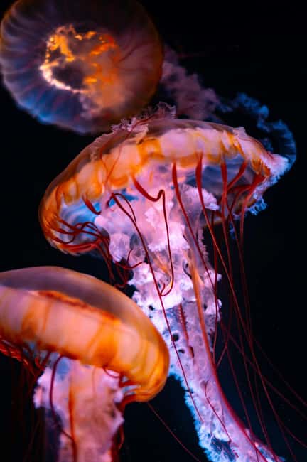 Aquarium & StanleyPark+20 Gem Spots+City/Vip Car+Small Group - The Vancouver Aquarium visit, about 80 minutes