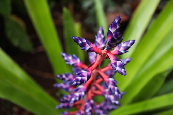 Bloedel Conservatory Admission Ticket - Inside Bloedel Conservatory’s tropical dome