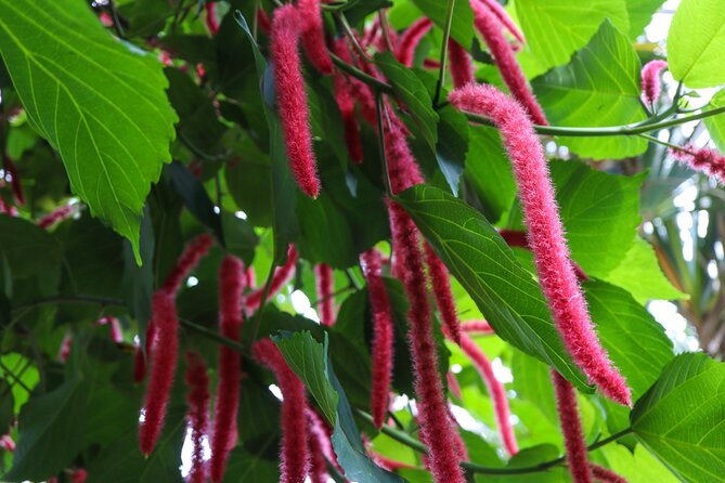 Bloedel Conservatory Admission Ticket - Why the visit works on a rainy Vancouver day