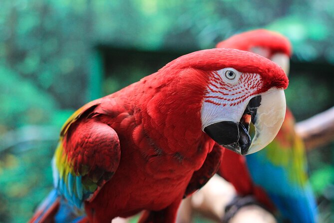 Bloedel Conservatory Admission Ticket - Timing your entry and avoiding the busiest periods
