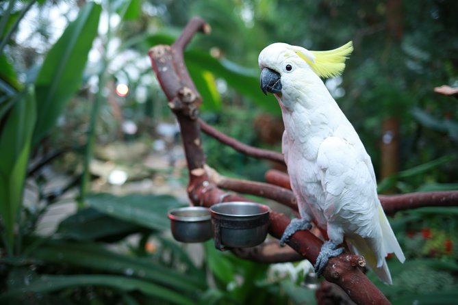 Bloedel Conservatory Admission Ticket - Is $7.49 good value?