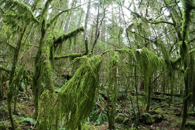 Capilano Suspension Bridge Canyon Lights & 4 Top highlights - Stanley Park and the city’s wild edge