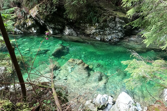 Capilano Suspension Bridge Canyon Lights & 4 Top highlights - Lynn Canyon’s forest trails and suspension bridge