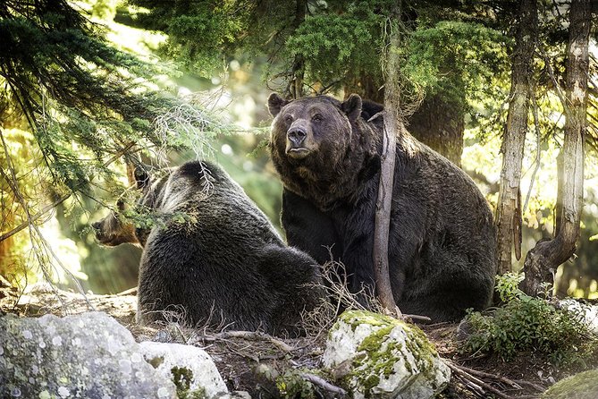 Capilano Suspension Bridge + Grouse Mountain Tour - My verdict: a strong first North Shore outing
