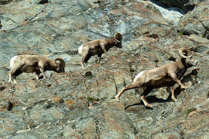 Caribou - Discover the Best of the Rockies (8-Days) - Day 4: Athabasca Glacier and Jasper’s waterfalls