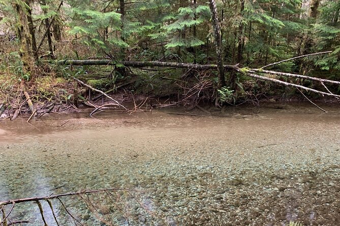 Experience the Beauty of Vancouver’s Forests by Bike/E-Bike - Forest scenery and possible wildlife