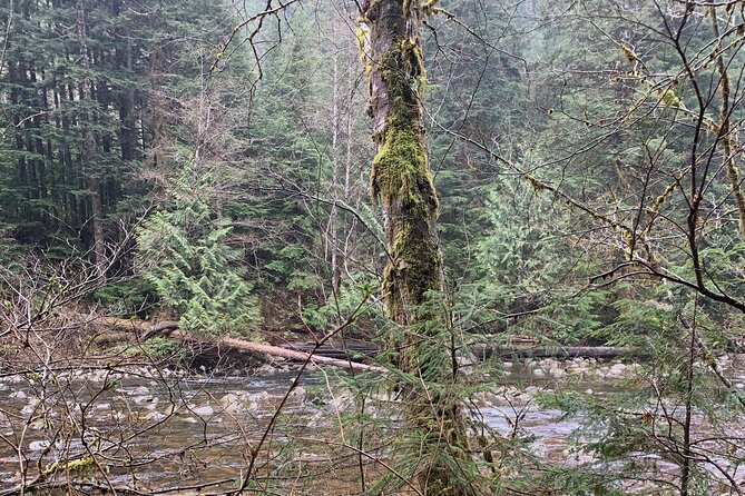 Experience the Beauty of Vancouver’s Forests by Bike/E-Bike - A picnic lunch at a scenic outpost