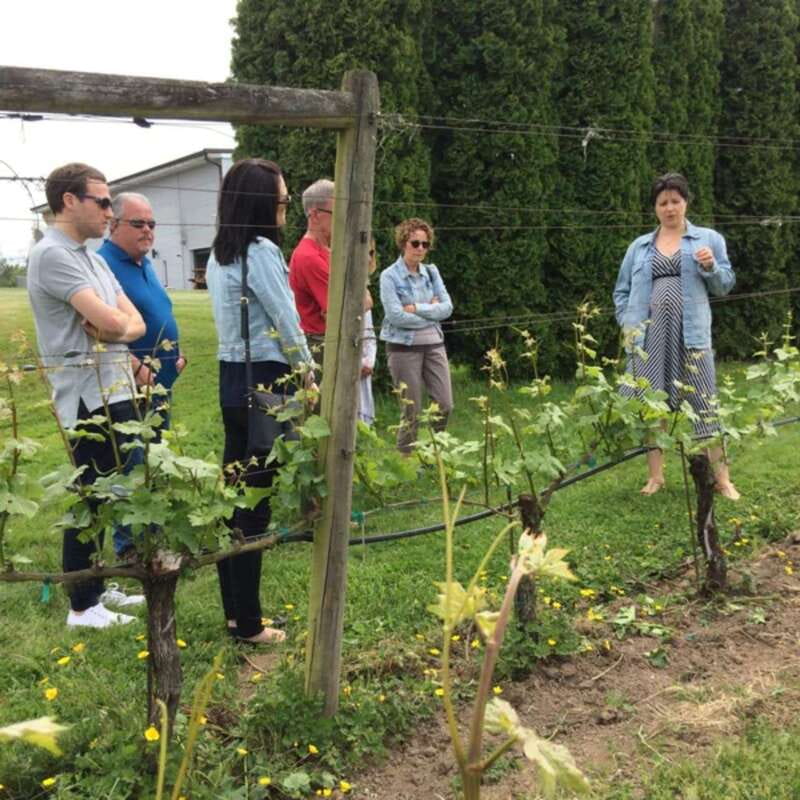 From Vancouver: Fraser Valley Wine Tour with Local Tastings - The van ride, comfort, and timing