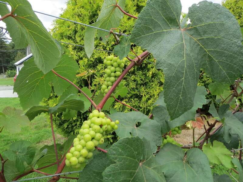 From Vancouver: Half-Day Fraser Valley Wine Tour - Key points to know