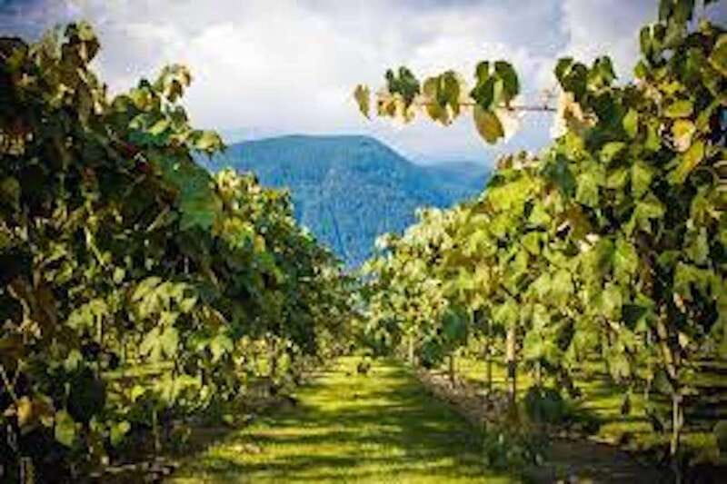 From Vancouver: Half-Day Fraser Valley Wine Tour - Tips for making the day better