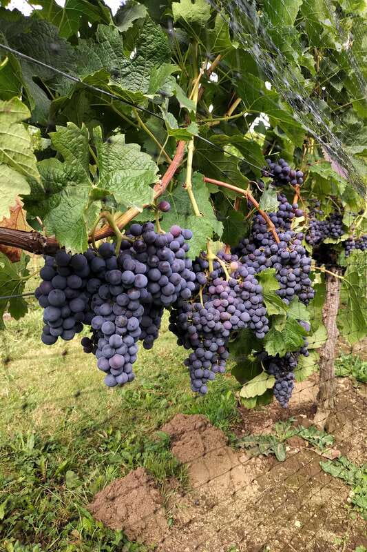 From Vancouver: Half-Day Fraser Valley Wine Tour - Who will enjoy this half-day outing?