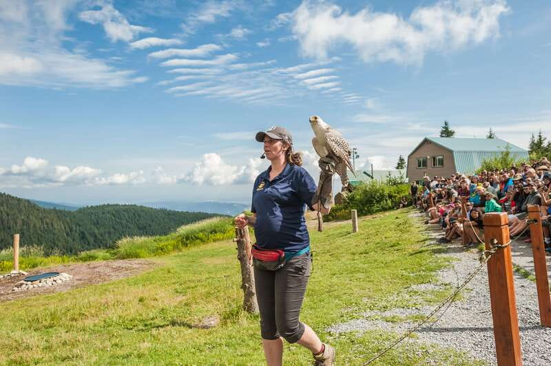 Grouse Mountain, Capilano Bridge & Fish Hatchery Tour - Key points to know before booking