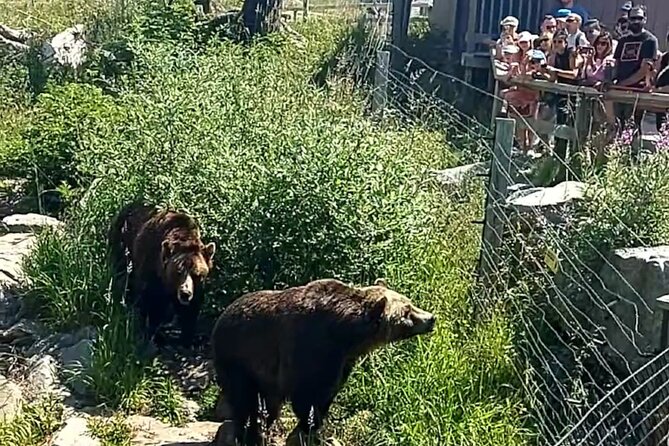 Guided Vancouver Hiking Highlights Day Tour with Gondola Download - Two grizzly bears and mountain activities after the climb