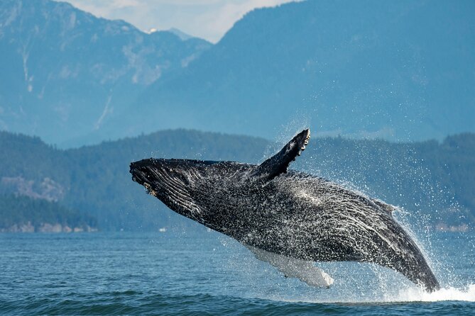 Intimate West Coast Whale Watching - Partly-Sheltered - Key points to know before you book