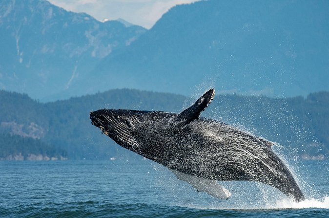 Intimate West Coast Whale Watching - Partly-Sheltered - Granville Island is a useful starting point