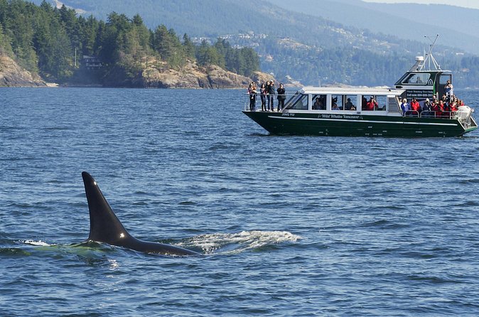 Intimate West Coast Whale Watching - Partly-Sheltered - What you might see on the water