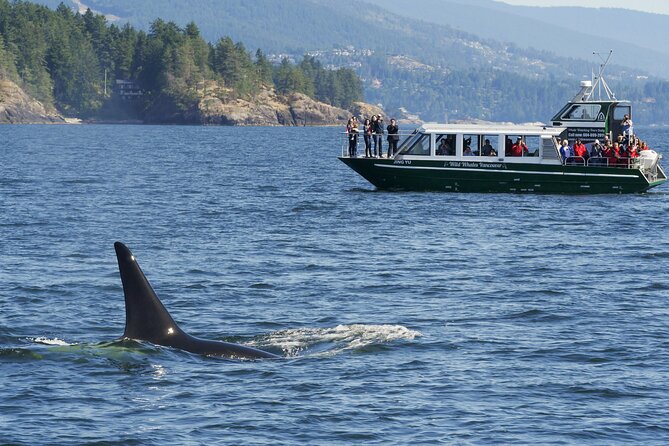 Intimate West Coast Whale Watching - Partly-Sheltered - A partly sheltered boat and a 32-person group