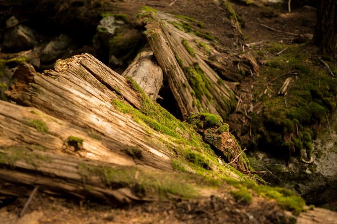 Mesmerizing Nature Walk in Lynn Canyon Park - Timing, pickup, and practical planning