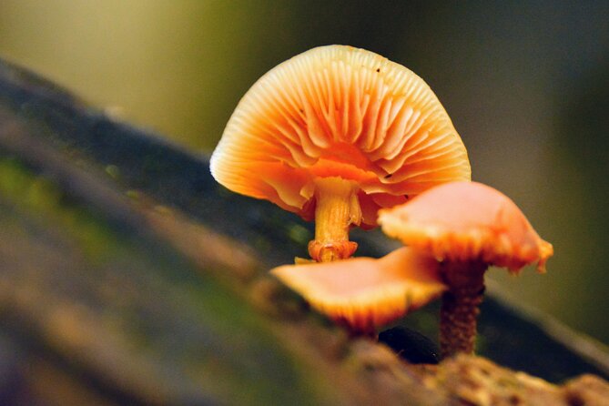 Photography in Rainforest & Suspension Bridge - Is $86.08 a fair price?