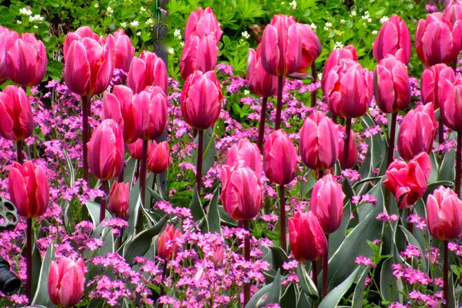 Private Tour Countryside Drive to Butchart Gardens & Victoria - Chinatown and Victoria’s historic center