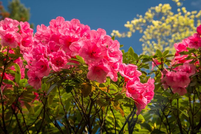 Private Tour Countryside Drive to Butchart Gardens & Victoria - Coastal neighborhoods and the Juan de Fuca Strait
