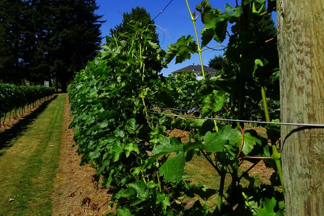 Private Tour: Vancouver Half Day Wine Tasting Tour - Sanduz Estate Wines: fruit and grape wines