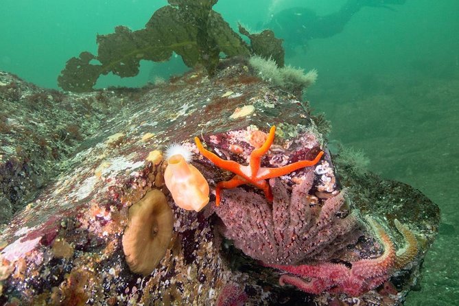 Scuba Dive Boat Charter in Vancouver (Certified Divers Only!) - Marine life rewards patient looking