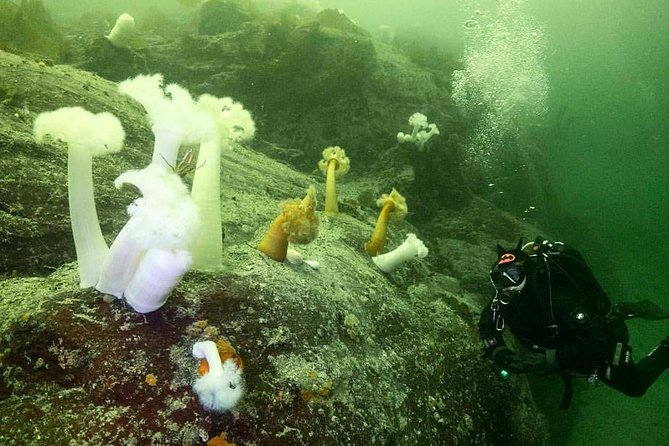 Scuba Dive Boat Charter in Vancouver (Certified Divers Only!) - What the $112.62 price really covers