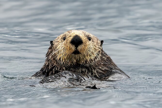 Sea Otter and Whale Watching Tour on Northern Vancouver Island - Key points to know before you book