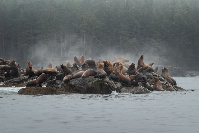 Sea Otter and Whale Watching Tour on Northern Vancouver Island - Setting out from Port Hardy at 10 a.m.