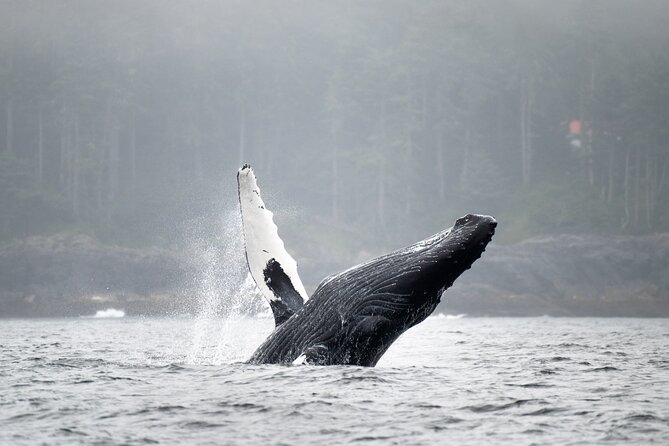 Sea Otter and Whale Watching Tour on Northern Vancouver Island - Queen Charlotte Strait and the main wildlife search