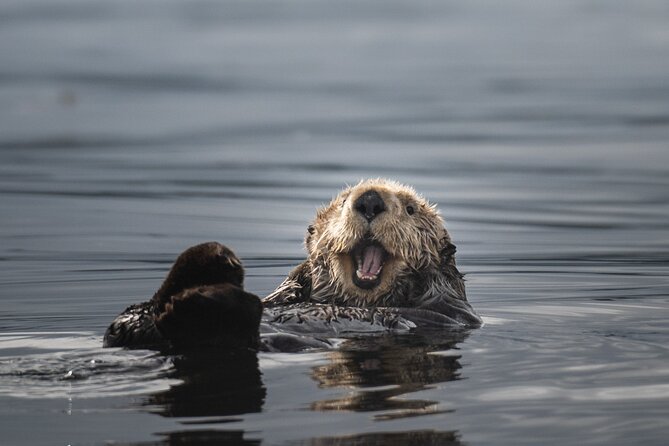 Sea Otter and Whale Watching Tour on Northern Vancouver Island - What the boat and safety gear mean for you