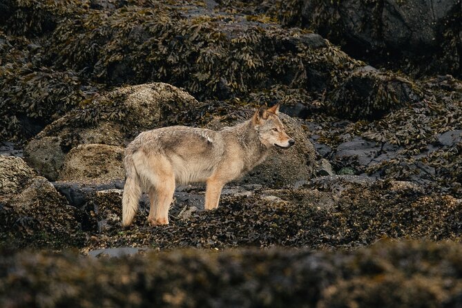 Sea Otter and Whale Watching Tour on Northern Vancouver Island - Weather, wildlife, and realistic expectations
