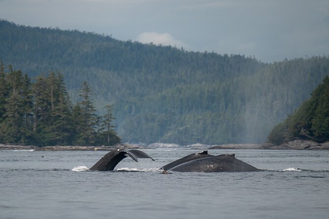 Sea Otter and Whale Watching Tour on Northern Vancouver Island - Who will enjoy this Port Hardy tour most?