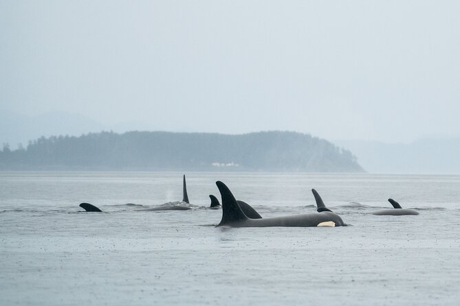 Sea Otter and Whale Watching Tour on Northern Vancouver Island - God’s Pocket Provincial Park by boat
