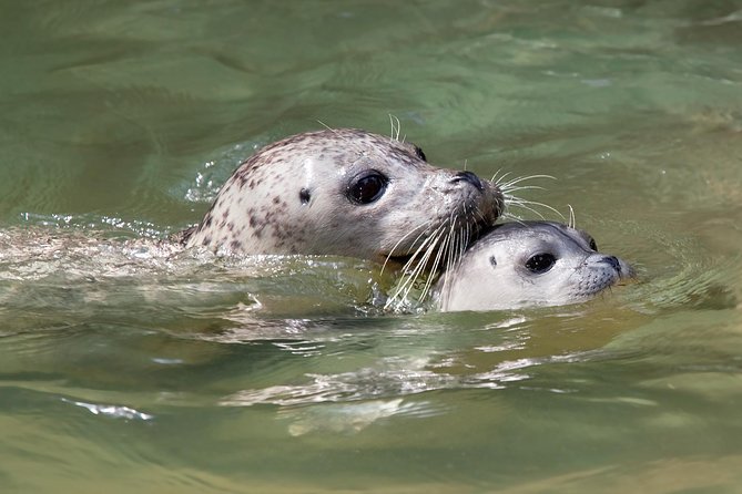 Snorkel, Kayak, and Seal Adventure: Vancouver Boat Tour - Switching activities or staying aboard