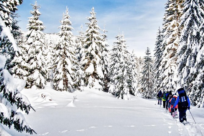 Snowshoe Through Vancouver's Winter Wonderland - Snowshoeing through British Columbia’s forest