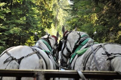 Stanley Park Horse Drawn Tour in Vancouver