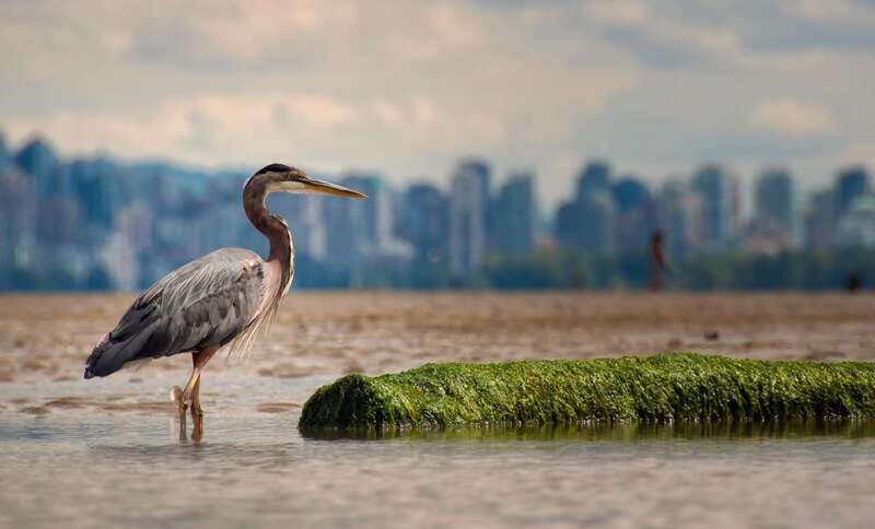 Stanley Park Self Guided Bike Tour - Who will enjoy this Stanley Park ride