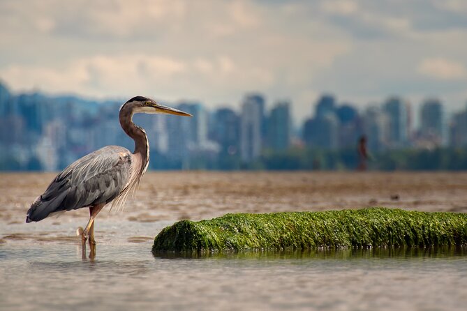 Stanley Park Self Guided Bike Tour - Second Beach Pool, Picnic Space, and Herons