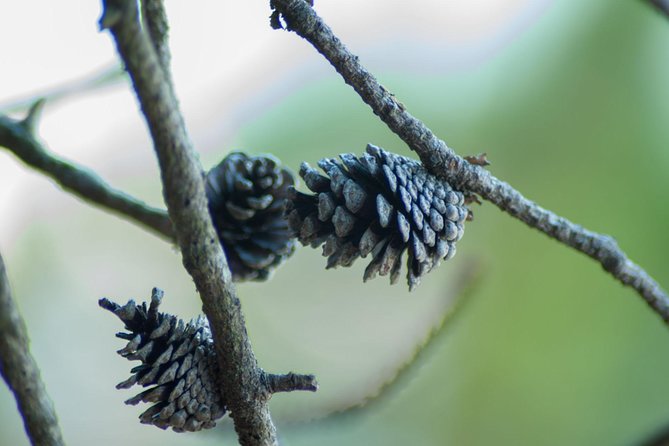 Stawamus Chief Hike & Local Brewery Tasting - Key points at a glance