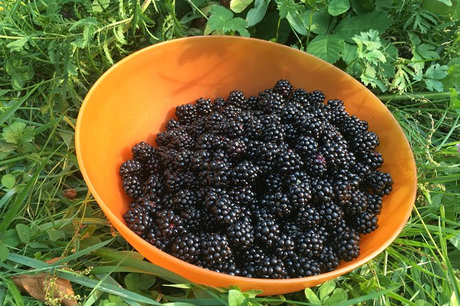 Talking Trees: Stanley Park Indigenous Walking Tour Led by a First Nations Guide - Learning From Cedar, Berries, and Medicinal Plants