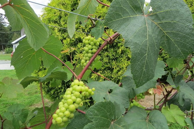 The Fraser Valley Winery Tour - Key points at a glance