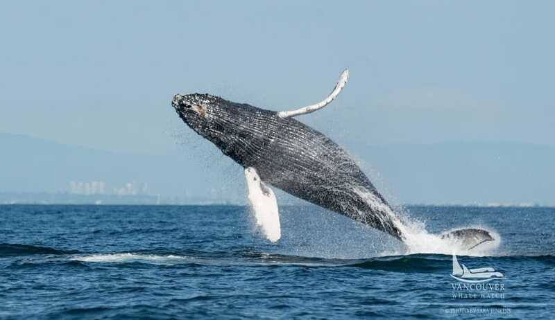 Vancouver, BC: Whale Watching Tour Small Zodiac with Guide - Meeting orcas, humpbacks, and smaller wildlife