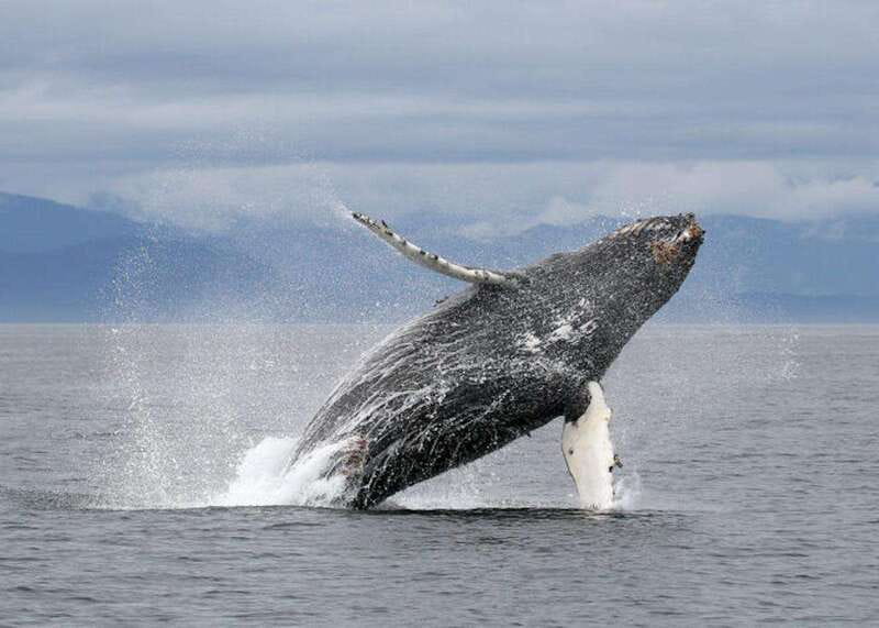 Vancouver, BC: Whale Watching Tour with Guide - Leaving Steveston for the Strait of Georgia