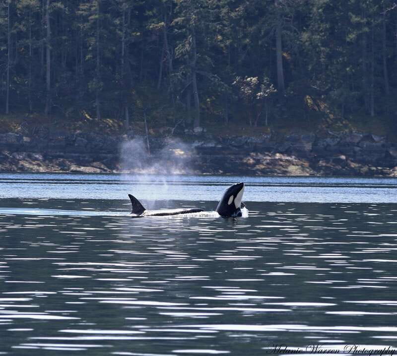 Vancouver, BC: Whale Watching Tour with Guide - How the whale search works