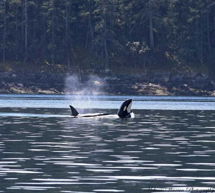 Vancouver, BC: Whale Watching Tour with Guide - Watching from the boat