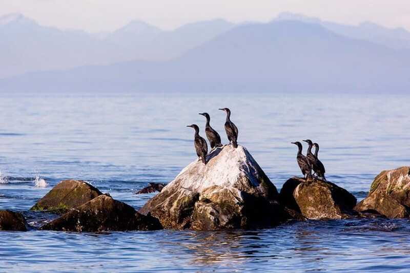Vancouver, BC: Whale Watching Tour with Guide - Timing, cancellations, and useful preparation